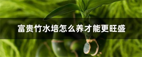 富贵竹怎么水养才旺盛（富贵竹怎么水养才旺盛白砂糖）