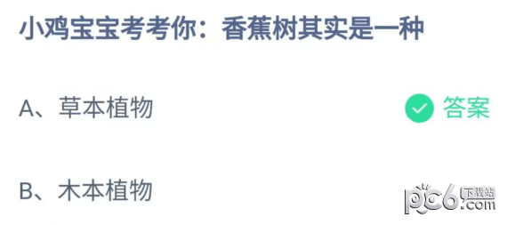 2023蚂蚁庄园6月30日答案 小鸡宝宝考考你香蕉树其实是一种