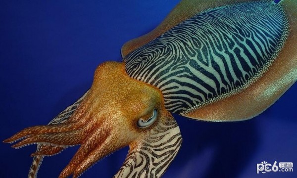 2023神奇海洋7月11日答案 海洋生物中的头足类动物是靠什么来产生动力的