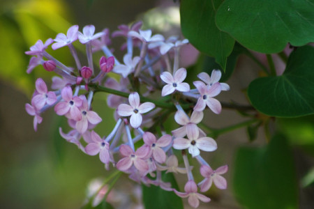 丁香花图片