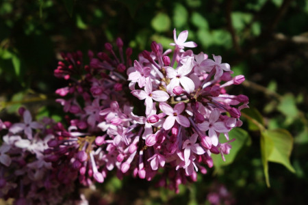 丁香花图片