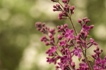 丁香花图片