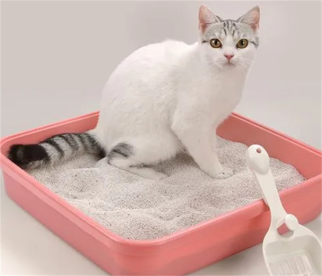 猫砂能不能做花肥