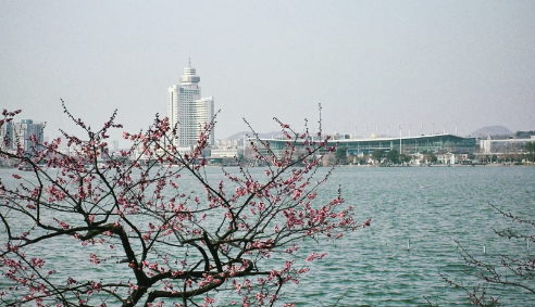 南京玄武湖的樱花园在哪