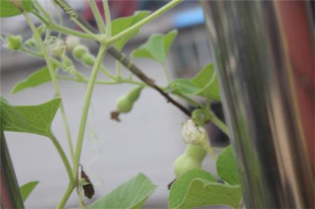 怎么在阳台种植小葫芦的视频