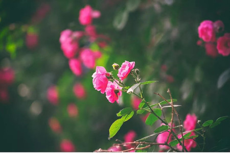 蔷薇花语是什么意思 寓意