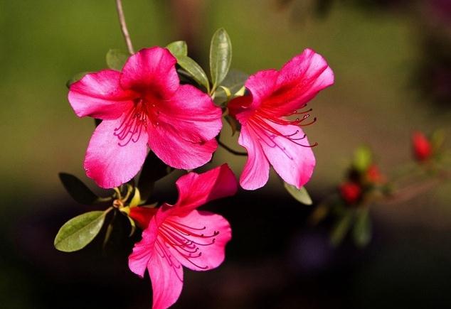 杜鹃花什么时候开花