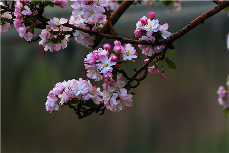 四季海棠花怎么养