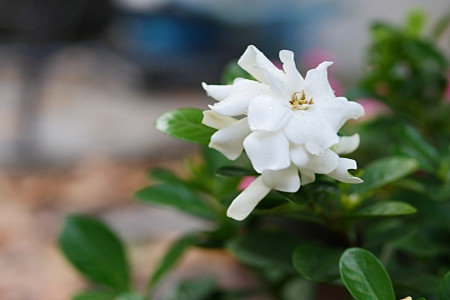 栀子花换盆要施肥吗