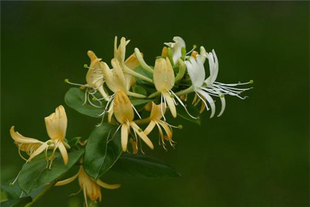 金银花适合室内种植吗?