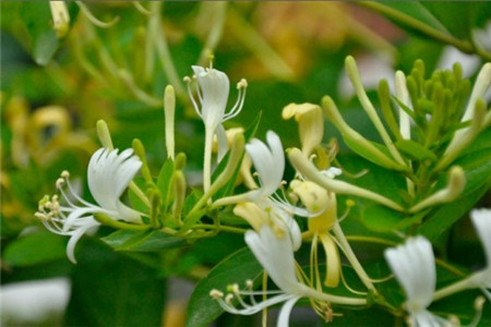 金银花适合室内种植吗?