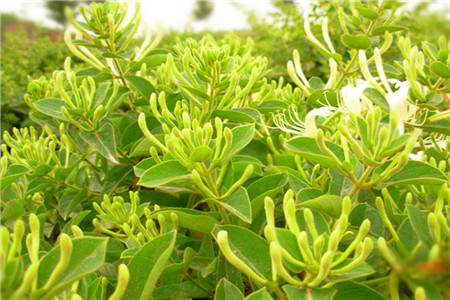 金银花适合室内种植吗?