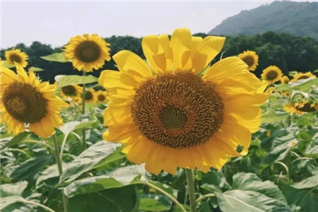 什么花夏天好养活