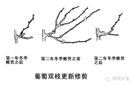 葡萄的原因