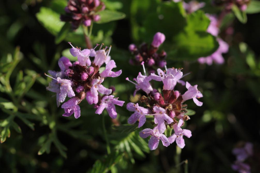 百里香花怎样种植