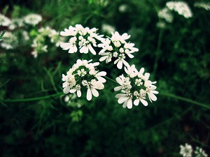 香菜病虫害蚜虫用什么药