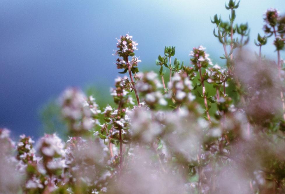 百里香花怎样种植