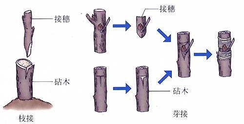 发财树怎么嫁接?