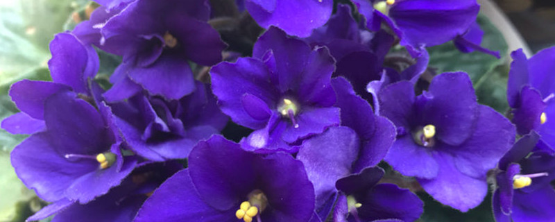 紫罗兰花的花语和寓意