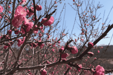 梅花几月份开花一年开几次