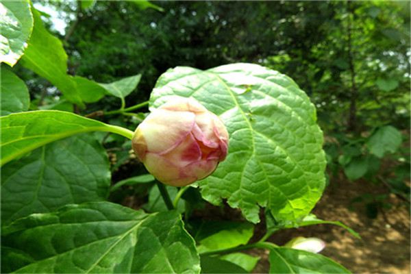 夏腊梅繁殖四大法(夏腊梅花图片)