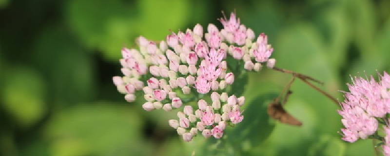 夕雾花如何养(夕雾花期)