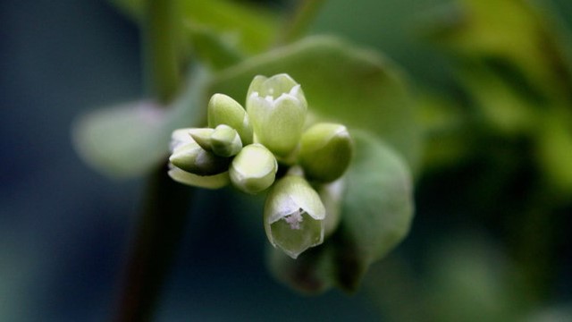 杠板归开花图片