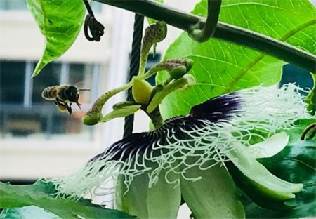 爬藤阳台植物