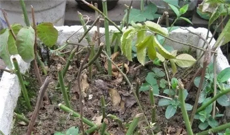 爬藤阳台植物