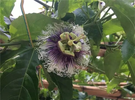 爬藤阳台植物