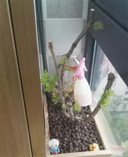 爬藤阳台植物