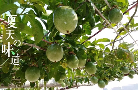 爬藤阳台植物