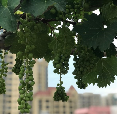 爬藤阳台植物