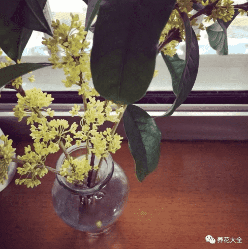 桂花怎么养最好