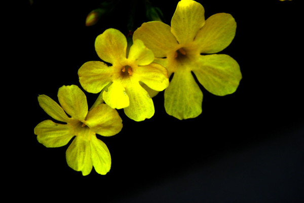 迎春花花语和文化传说(迎春花的花语和传说)