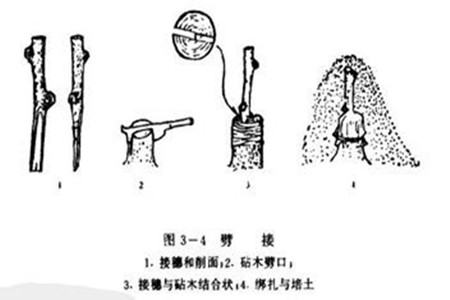 发财树怎么繁殖扦插