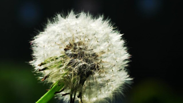 苦菊和蒲公英的区别(苦菊与蒲公英)