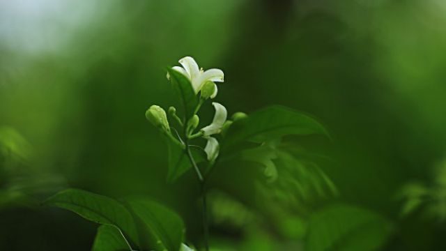 七里香和九里香的区别(七里香 和九里香哪个更香一些)