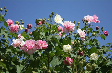 家里种芙蓉花吉利吗