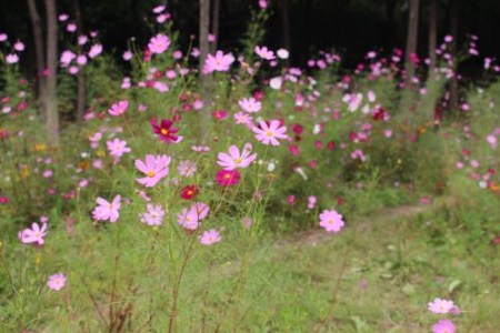 波斯菊哪个季节播种