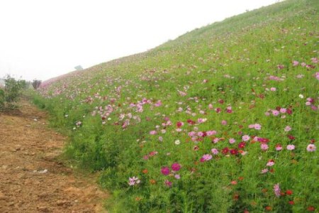 波斯菊哪个季节播种