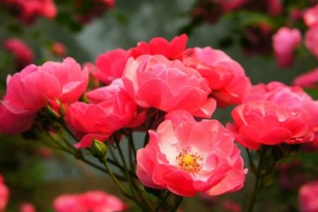蔷薇的繁殖方法图解