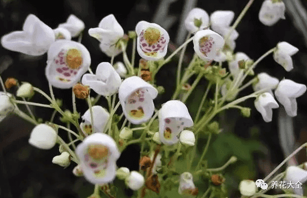 有什么罕见的花