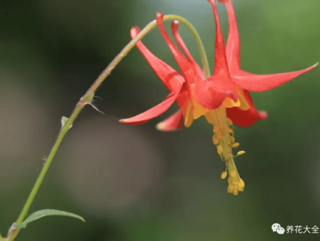 有什么罕见的花