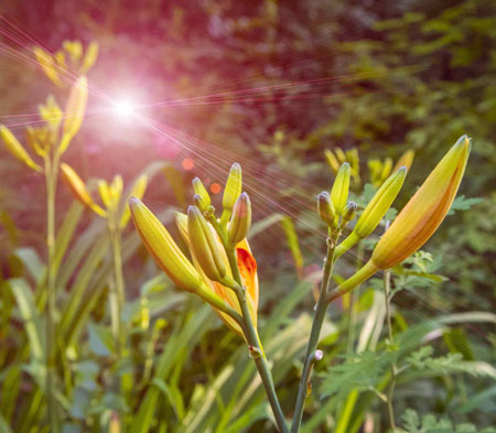 黄花菜有哪些名称