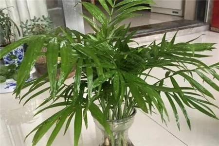 水里的植物叶子发黄是什么原因