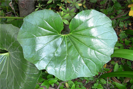 大吴风草怎么种植