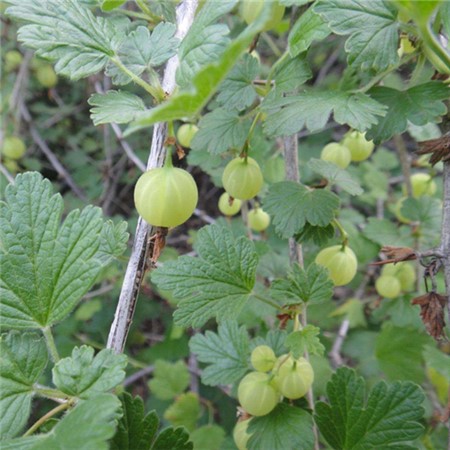 盆栽鹅莓种植