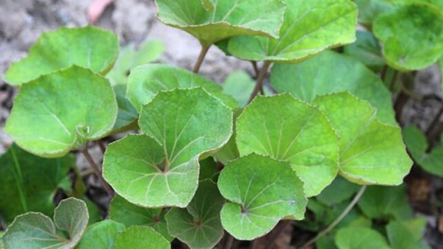 大吴风草怎么种植