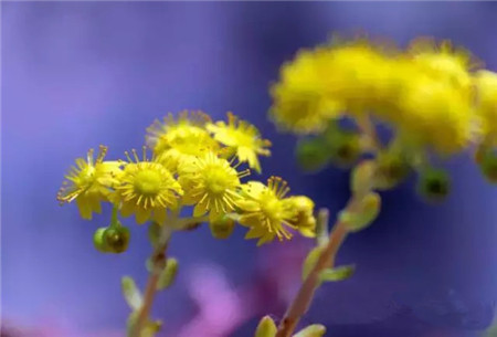 小人祭会开花吗